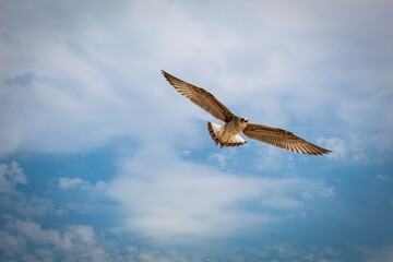 Obraz premium Against the background of the regional sky flies a seabird - cormorant. Feathers are white and brown.