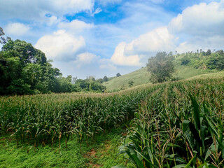 Corn field with bright sky background
