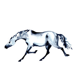 Horse in trot. Watercolor or ink hand painting. Beautiful hand drawing illustration on white. Equestrian silhouette. Running horse in motion. Equine art by artistic brush stroke. Trotting stallion
