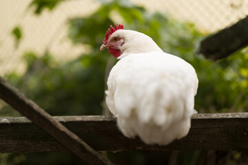 white chicken on a fence