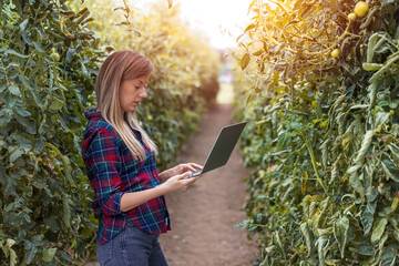 Farmer with computer checking quality and freshness of tomato vegetables in organic food farm....