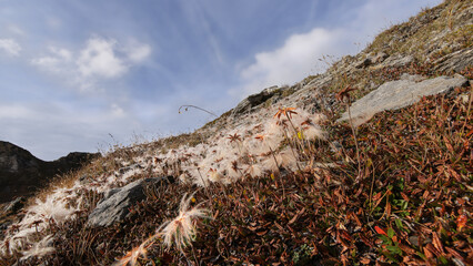 Zarte Blumen in den Bergen im Herbst.