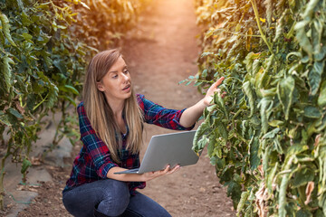 Female farmer crouching in greenhouse and checking tomatoes. Portrait of beautiful young smiling woman harvesting fresh tomatoes from the garden and showing at the camera.