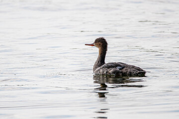 Mittelsäger schwimmend auf dem Wasser