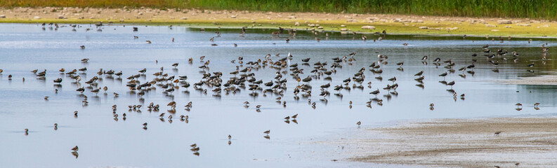 viele Limikolen Vögel sitzen im Wasser