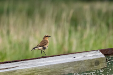 Fototapeta premium Steinschmätzer vor grünem Hintergrund