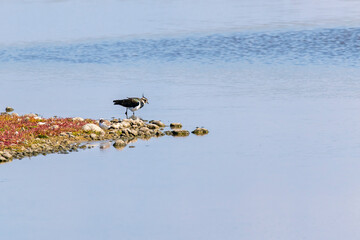 Kiebitz auf einer kleiner Landzunge im blauen Wasser