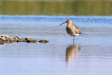 großer Brachvogel mit langem Schnabel steht im Wasser