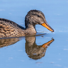 Kopf einer schwimmenden Schnatterente spiegelt sich im blauen Wasser