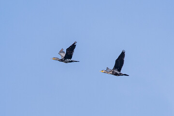 zwei fliegende Kormorane im blauen Himmel