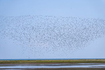 Formation tausender fliegender Limikolen Goldregenpfeifer im blauen Himmel
