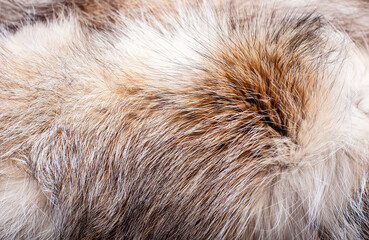 Naklejka na ściany i meble Black fox fur close up. Background of gray animal fur chinchilla, texture of fur pile.