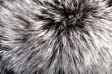 Black fox fur close up. Background of gray animal fur chinchilla, texture of fur pile.