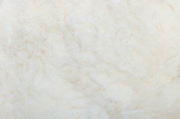 White animal fur. Weasel or cat hair. Fur clothes, white fur coat close up.