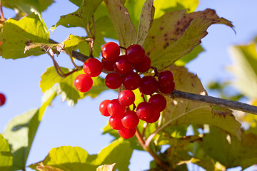 Eberesche mit Frucht.