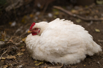 white chicken in the farm