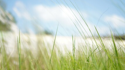 grass and sky