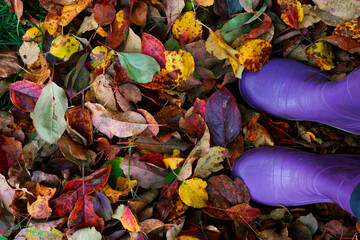 A view from above of dry fallen autumn leaves and boots. The concept of autumn weather and seasonal work in the sark and vegetable garden for harvesting foliage.