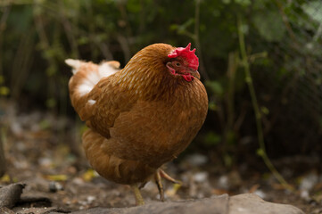 range chicken