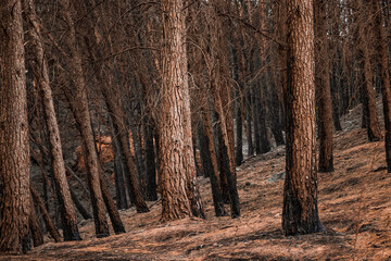 Forest Fire Aftermath, forest after a heavy forest fire, burnt trees 
