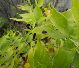 red currant bush, little spider sitting on plant infected with small parasites, bugs, damaged crop, pesticides, herbicides, diseased tree photography, gardening background