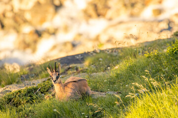 chamois in the morning