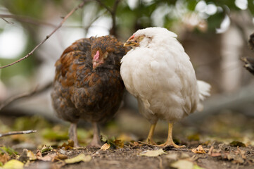 chicken chicks sleep standing up
