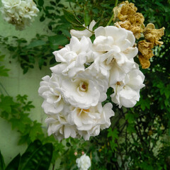 bouquet of white roses flower blooming in branch of green leaves plant growing in the garden, nature photography, floral gardening background