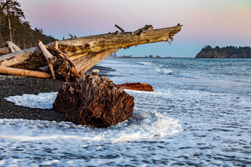 sunset in the beach with huge tree trunks from the coastal forest scattered in Rialto beach in...