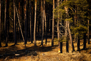 Pine forest landscape in a clearing in sunbeams