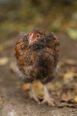 chicken in the farm, chicken chick