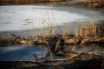 Winter landscape, fallen dry tree in icy water surrounded by dry reeds