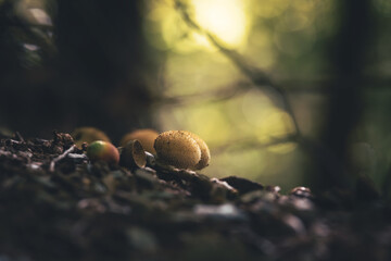 puffball mushroom in the forest