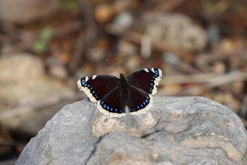 a butterfly basks on a stone on a sunny autumn day