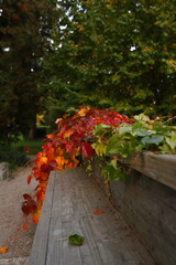Park, jesień, Żelazowa Wola, liście