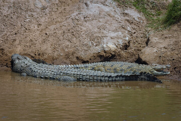 crocodile in the water, Masai mara, Kenya