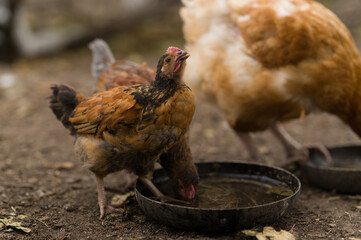 chicken chick drinks water