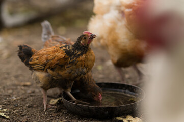 chicken chick drinks water