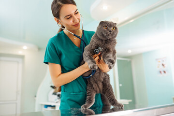 Veterinarian examines a cat in a veterinary clinic. Health of pet.Healthcare, medicine treatment of...