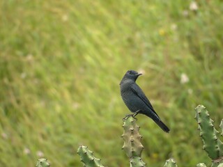 Blue rock thrush