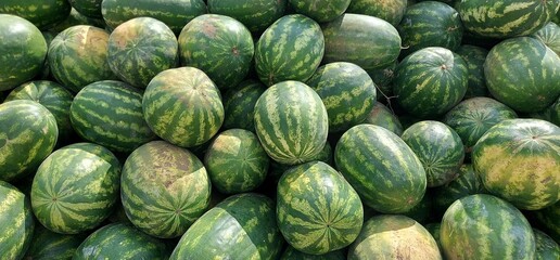 Fototapeta na wymiar Autumn harvest of huge watermelons. Recipes, vegetables.