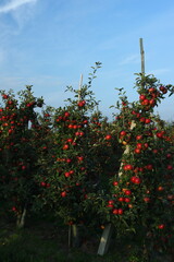 Fototapeta na wymiar Sad jabłkowy, jesień, jabłoń, jabłko, owoce