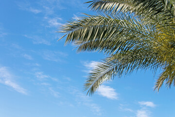 Fototapeta premium Palm trees against blue sky, Palm trees at tropical coast, coconut tree,summer tree.