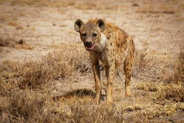 Spotted Hyena - Crocuta crocuta after meals walking in the park. Beautiful sunset or sunrise in Amboseli in Kenya, scavenger in the savanna, sandy and dusty place with the grass - obrazy, fototapety, plakaty