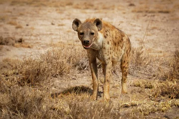 Rolgordijnen Gevlekte hyena - Crocuta crocuta na een maaltijd in het park. Mooie zonsondergang of zonsopgang in Amboseli in Kenia, aaseter in de savanne, zanderige en stoffige plaats met het gras © phototrip.cz