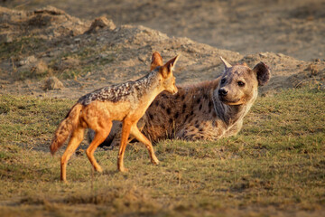 Obraz na płótnie Canvas Spotted Hyena - Crocuta crocuta after meals walking in the park. Beautiful sunset or sunrise in Amboseli in Kenya, scavenger in the savanna, sandy and dusty place with the grass