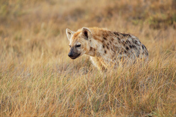 Spotted Hyena - Crocuta crocuta after meals walking in the park. Beautiful sunset or sunrise in Amboseli in Kenya, scavenger in the savanna, sandy and dusty place with the grass