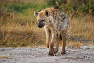 Tuinposter Spotted Hyena - Crocuta crocuta after meals walking in the park. Beautiful sunset or sunrise in Amboseli in Kenya, scavenger in the savanna, sandy and dusty place with the grass © phototrip.cz