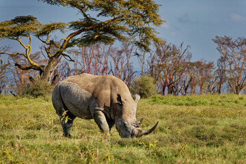 Southern White Rhinoceros or square-lipped rhinoceros - Ceratotherium simum simum, in Lake Nakuru National Park in Kenya, horned rhino feeding on grass, heavy body, large head © phototrip.cz
