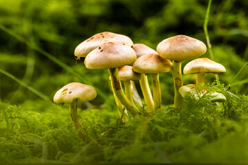 Schirmpilze auf Moospolster